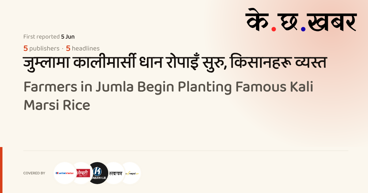 Farmers in Jumla Begin Planting Famous Kali Marsi Rice · K cha khabar